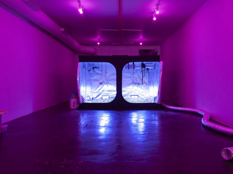 Grow tent installed by Session artist Tiffany Jaeyeon Shin. Shin’s project, “Microbial Speculation of Our Gut Feelings