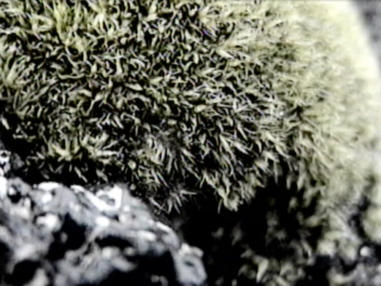 Steina, Lava and Moss, 2000 (still). Three-channel video installa4on, with sound; 15:09 min. Courtesy the artist and BERG Contemporary, Reykjavík.